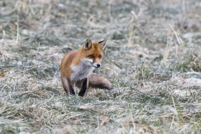 Framed Print : P2A6307. Red Fox - on meadow in winter hunting for mice, North Hessen, Germany Date Framed Print : P2A6307. Red Fox - on meadow in winter hunting for mice, North Hessen, Germany Date