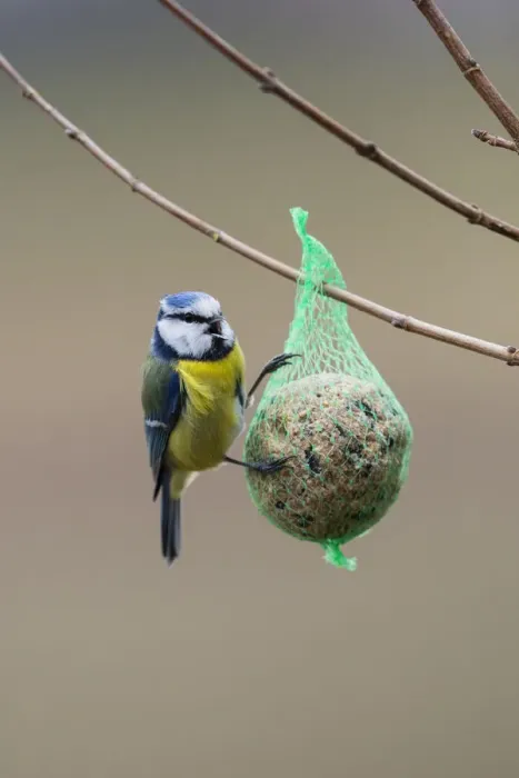 Framed Print : P2A6348. Blue Tit - feeding on suet feeder in winter, North Hessen, Germany Date Framed Print : P2A6348. Blue Tit - feeding on suet feeder in winter, North Hessen, Germany Date
