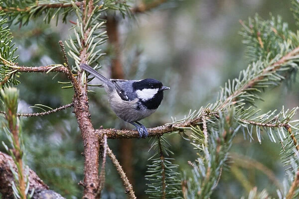 P2A6623. Coal Tit - perched on fir tree branch, feeding, North Hessen, Germany Date