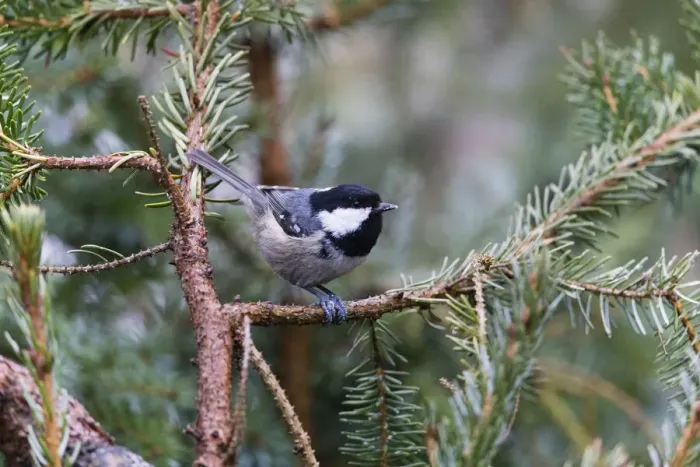 Framed Print : P2A6623. Coal Tit - perched on fir tree branch, feeding, North Hessen, Germany Date Framed Print : P2A6623. Coal Tit - perched on fir tree branch, feeding, North Hessen, Germany Date