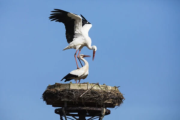 P2A6725. White Stork - pair mating on nest platform, North Hessen, Germany Date: 11-Feb-19