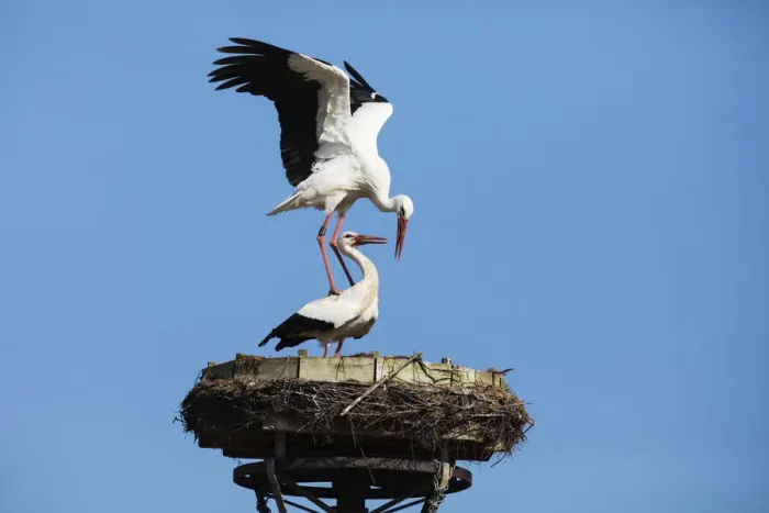 Framed Print : P2A6725. White Stork - pair mating on nest platform, North Hessen, Germany Date: 11-Feb-19 Framed Print : P2A6725. White Stork - pair mating on nest platform, North Hessen, Germany Date: 11-Feb-19