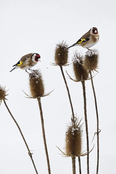 P2A7002. Goldfinch - two birds feeding on teasel, in winter, North Hessen, Germany Date