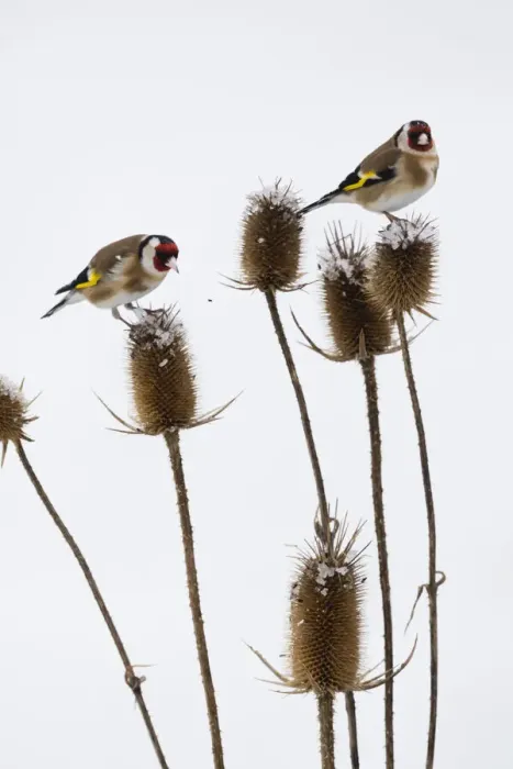 Framed Print : P2A7002. Goldfinch - two birds feeding on teasel, in winter, North Hessen, Germany Date Framed Print : P2A7002. Goldfinch - two birds feeding on teasel, in winter, North Hessen, Germany Date