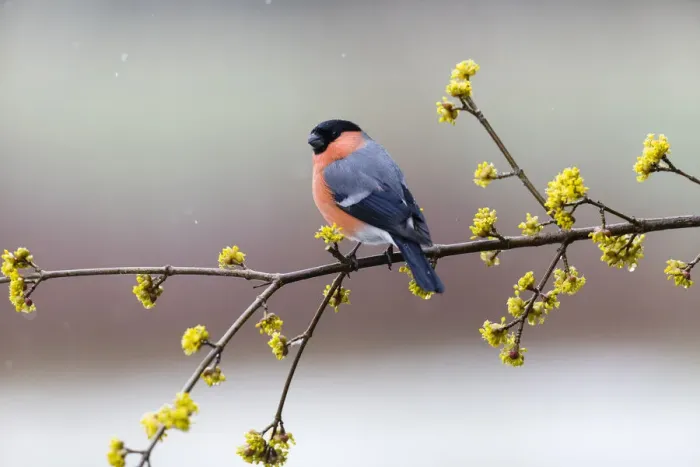 Framed Print : P2A7138. Bullfinch - male sitting on flowering Cornelian Cherry branch Framed Print : P2A7138. Bullfinch - male sitting on flowering Cornelian Cherry branch