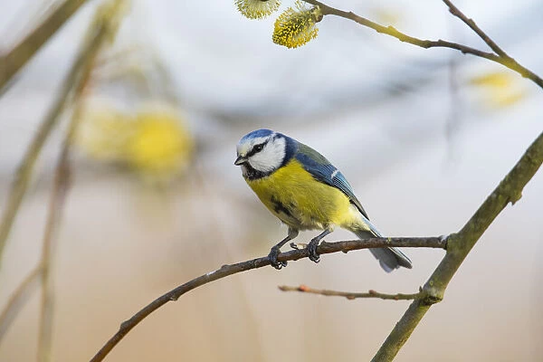 P2A8041. Blue Tit - perched on willow tree branch, North Hessen, Germany Date: 11-Feb-19