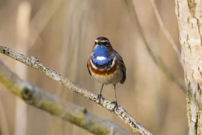 Framed Print : P2A8045. White-spotted Bluethroat, single male, Lower Saxony, Germany Date: 11-Feb-19 Framed Print : P2A8045. White-spotted Bluethroat, single male, Lower Saxony, Germany Date: 11-Feb-19
