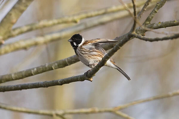 P2A8083. Common Reed Bunting - male stting on branch