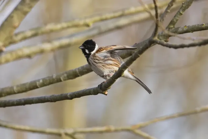 Framed Print : P2A8083. Common Reed Bunting - male stting on branch
