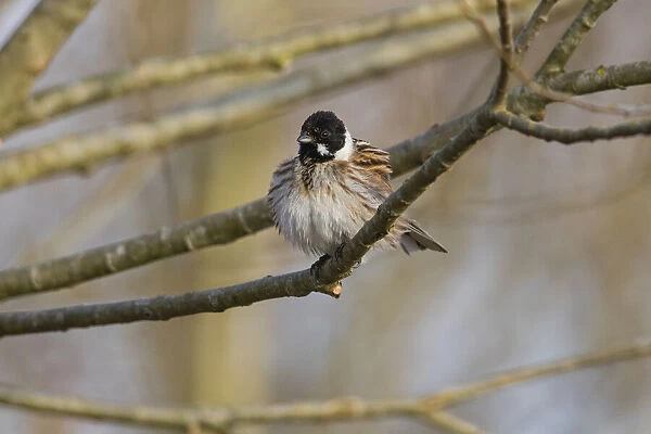 P2A8086. Common Reed Bunting - male stting on branch, North Hessen, Germany Date