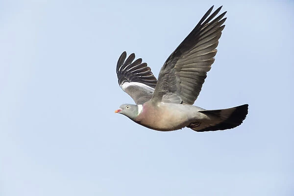 P2A8172. Woodpigeon - in flight, North Hessen, Germany Date: 11-Feb-19
