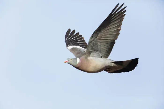 Framed Print : P2A8172. Woodpigeon - in flight, North Hessen, Germany Date: 11-Feb-19 Framed Print : P2A8172. Woodpigeon - in flight, North Hessen, Germany Date: 11-Feb-19