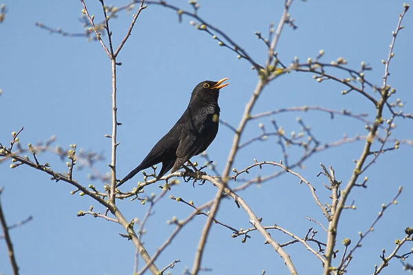 P2A8347. Blackbird - male singing in spring, North Hessen, Germany Date: 11-Feb-19