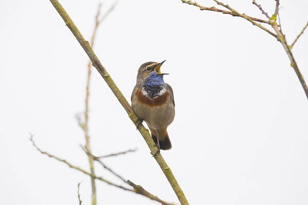 P2A8645. White-spotted Bluethroat - single male, singing