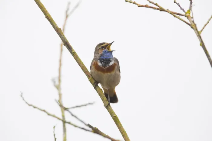 Framed Print : P2A8645. White-spotted Bluethroat - single male, singing Framed Print : P2A8645. White-spotted Bluethroat - single male, singing