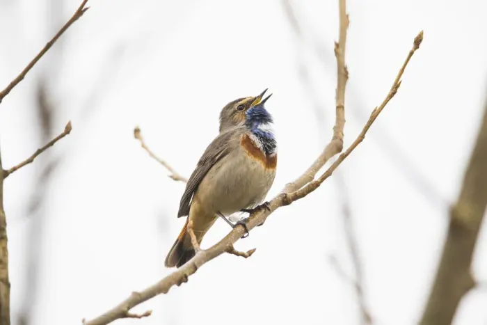 Framed Print : P2A8791. White-spotted Bluethroat - single male, singing Framed Print : P2A8791. White-spotted Bluethroat - single male, singing