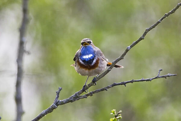 P2A9012. White-spotted Bluethroat - single male, singing