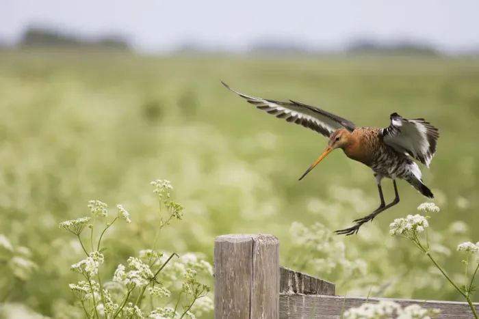 Framed Print : P2A9095. Bar - tailed Godwit - in flight landing on postI Framed Print : P2A9095. Bar - tailed Godwit - in flight landing on postI