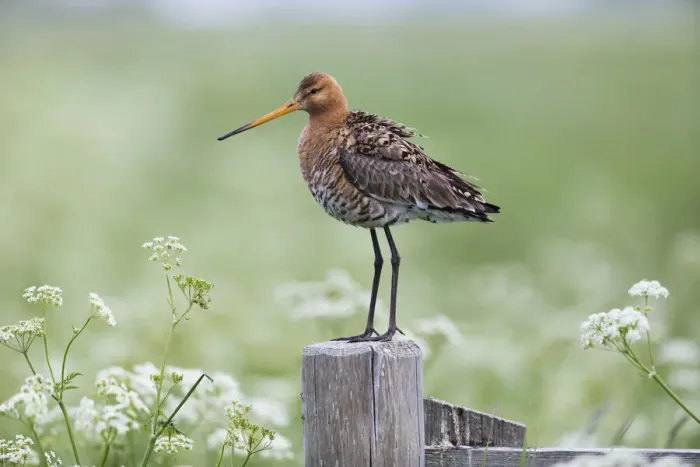 Framed Print : P2A9120. Bar - tailed Godwit - Island of Texel, The Netherlands Date: 11-Feb-19 Framed Print : P2A9120. Bar - tailed Godwit - Island of Texel, The Netherlands Date: 11-Feb-19
