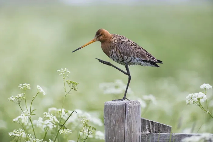 Framed Print : P2A9139. Bar - tailed Godwit - Island of Texel, The Netherlands Date: 11-Feb-19 Framed Print : P2A9139. Bar - tailed Godwit - Island of Texel, The Netherlands Date: 11-Feb-19