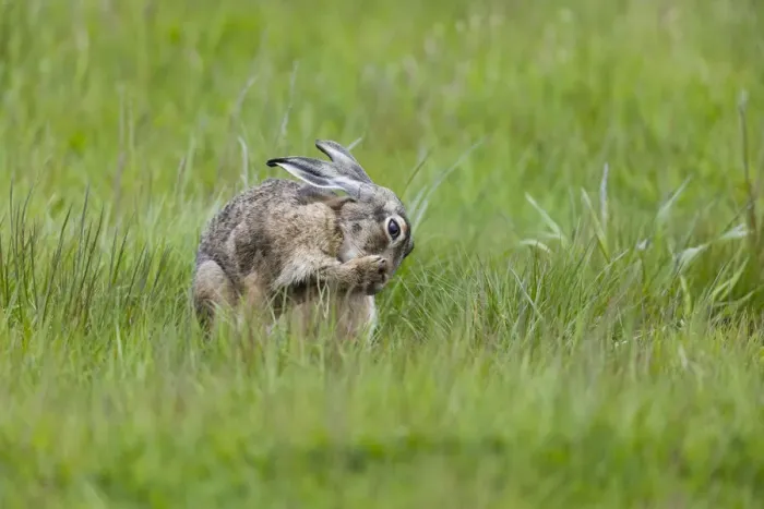 Framed Print : P2A9155. Hare - adult grooming itself and licking its paws, North Hessen, Germany Date Framed Print : P2A9155. Hare - adult grooming itself and licking its paws, North Hessen, Germany Date