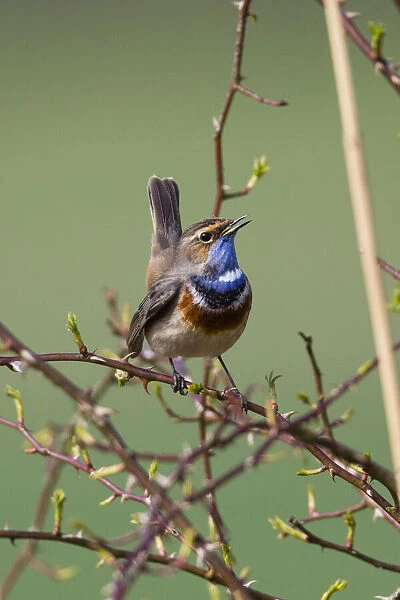 P2A9423. White-spotted Bluethroat - single male, singing