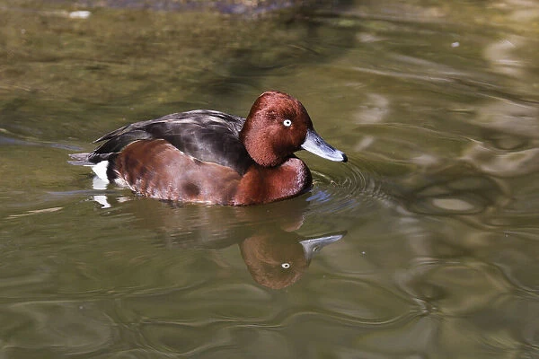 P2A9627. Ferruginous Duck - male on lake, Bavarian Forest, Germany Date: 11-Feb-19