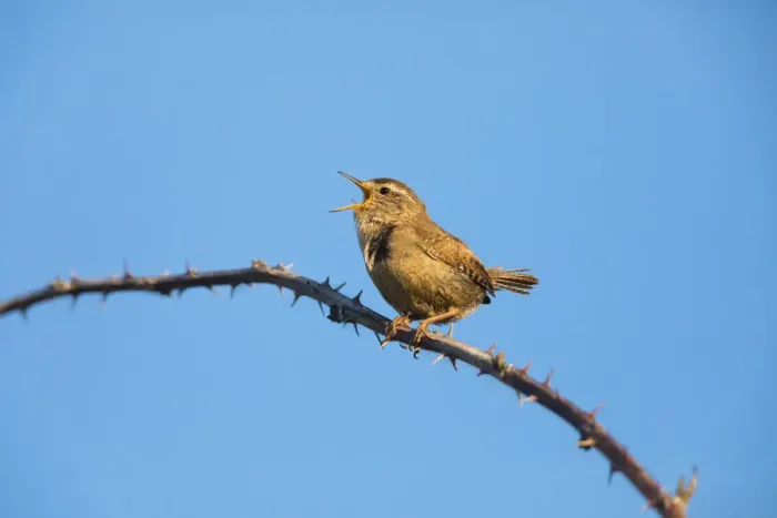 Framed Print : P2A9841. Wren - male singing in springtime, North Hessen, Germany Date: 11-Feb-19 Framed Print : P2A9841. Wren - male singing in springtime, North Hessen, Germany Date: 11-Feb-19