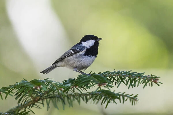 P2A9843. Coal Tit - perched on fir tree branch, feeding, North Hessen, Germany Date