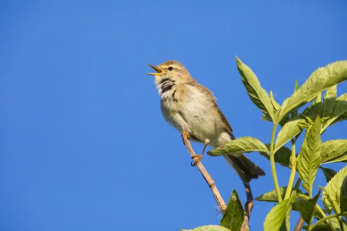 Framed Print : P2A9883. Willow Warbler - singing from bush, North Hessen, Germany Date: 11-Feb-19 Framed Print : P2A9883. Willow Warbler - singing from bush, North Hessen, Germany Date: 11-Feb-19