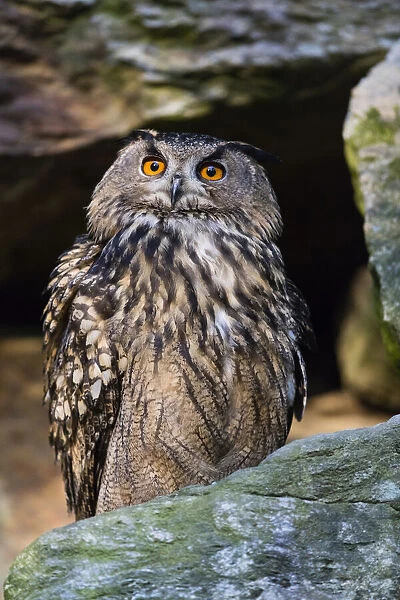 P2A9889. Eagle Owl - perched on rock, alert, Bavarian Forest, Germany Date: 11-Feb-19