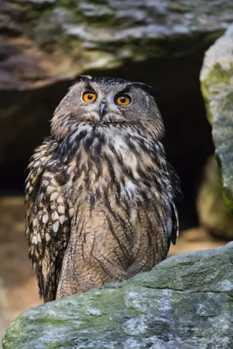 Framed Print : P2A9889. Eagle Owl - perched on rock, alert, Bavarian Forest, Germany Date: 11-Feb-19 Framed Print : P2A9889. Eagle Owl - perched on rock, alert, Bavarian Forest, Germany Date: 11-Feb-19