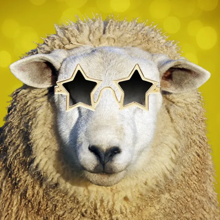 Framed Print : PAB-35-M. Sheep - in star shaped gold sun-glasses Framed Print : PAB-35-M. Sheep - in star shaped gold sun-glasses