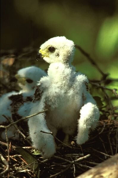 Pacific baza chick at nest