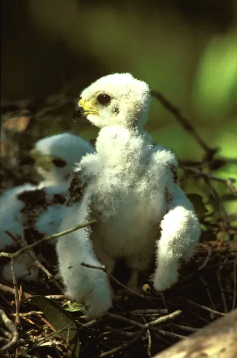 Framed Print : Pacific baza chick at nest Framed Print : Pacific baza chick at nest