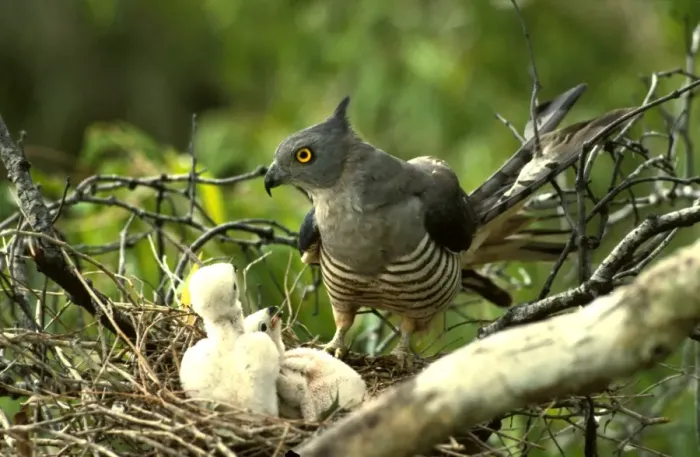 Framed Print : Pacific baza at nest with chicks Framed Print : Pacific baza at nest with chicks