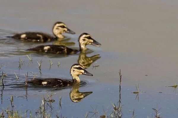 Pacific Black Duck ducklings At a wetland near Mt Barnett, Gibb River Road, Kimberley, Australia