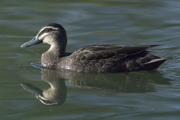 Pacific Black Duck - Inhabits any suitable pond or wetland right throughout Australia from the arid interior to suburban parks. Perth, Western Australia