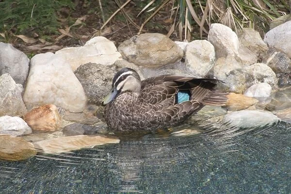 Pacific Black Duck - preening after bathing in a suburban swimming pool