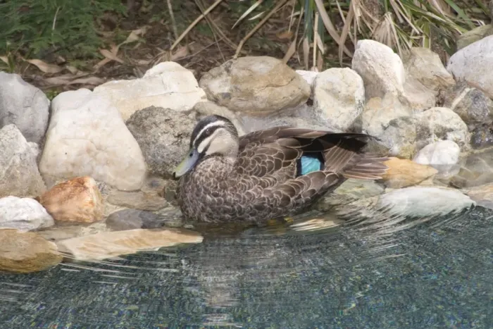 Framed Print : Pacific Black Duck - preening after bathing in a suburban swimming pool. Three subspecies from Indonesia, Australia, New Zealand and the south-west Pacific. Length to 60cm; nomadic, opportunistic breeder after rain any where in Australia Framed Print : Pacific Black Duck - preening after bathing in a suburban swimming pool. Three subspecies from Indonesia, Australia, New Zealand and the south-west Pacific. Length to 60cm; nomadic, opportunistic breeder after rain any where in Australia