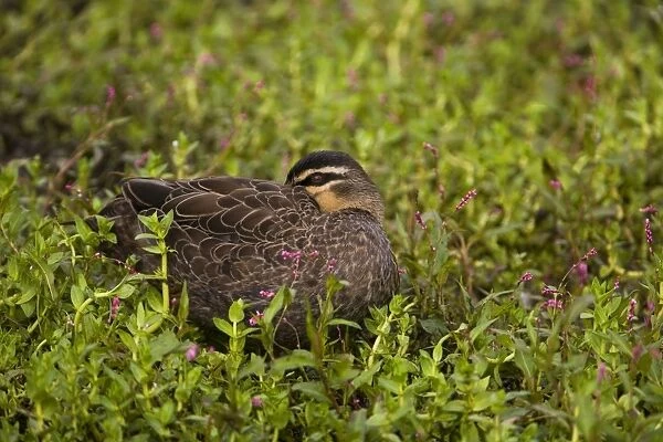 Pacific Black Duck sleeping At a pond along the Great Ocean Road, Victoria, Australia