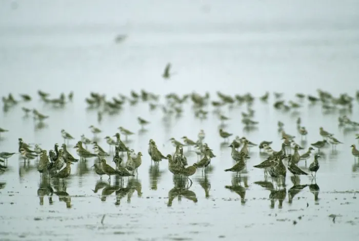Framed Print : Pacific Golden Plover / Asiatic / Lesser / Least Mai Po, Hong Kong Framed Print : Pacific Golden Plover / Asiatic / Lesser / Least Mai Po, Hong Kong