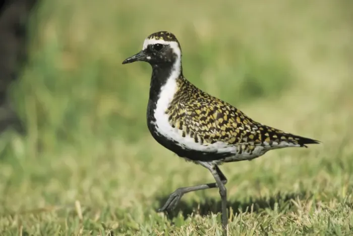 Framed Print : Pacific Golden Plover Midway Island, Pacific Ocean Framed Print : Pacific Golden Plover Midway Island, Pacific Ocean