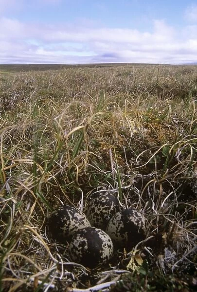 Pacific Golden Plover - nest and eggs in tundra - Tamyr peninsula Russian Arctic