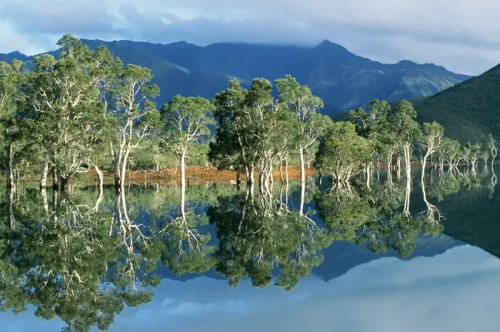Framed Print : Pacific Islands New Caledonia, Blue River Regional Park Yate Lake (artificial) Niaouli trees in water during wet season. (Has became an invasive pest species in Florida) Framed Print : Pacific Islands New Caledonia, Blue River Regional Park Yate Lake (artificial) Niaouli trees in water during wet season. (Has became an invasive pest species in Florida)