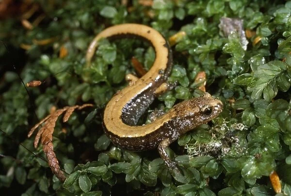Pacific Red-backed Salamander