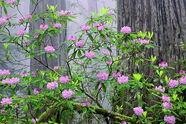 Pacific Rhododendron in foggy redwood forest, Redwood National Park. Date: 03-06-2009