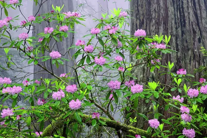 Framed Print : Pacific Rhododendron in foggy redwood forest, Redwood National Park. Date: 03-06-2009 Framed Print : Pacific Rhododendron in foggy redwood forest, Redwood National Park. Date: 03-06-2009