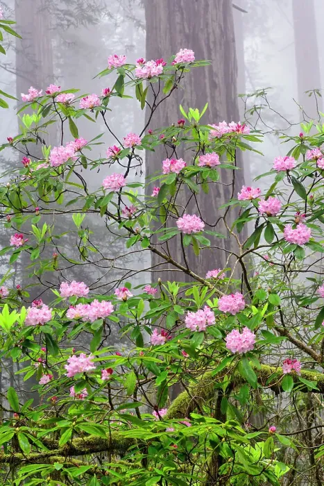 Framed Print : Pacific Rhododendron in foggy redwood forest, Redwood National Park. Date: 03-06-2009 Framed Print : Pacific Rhododendron in foggy redwood forest, Redwood National Park. Date: 03-06-2009
