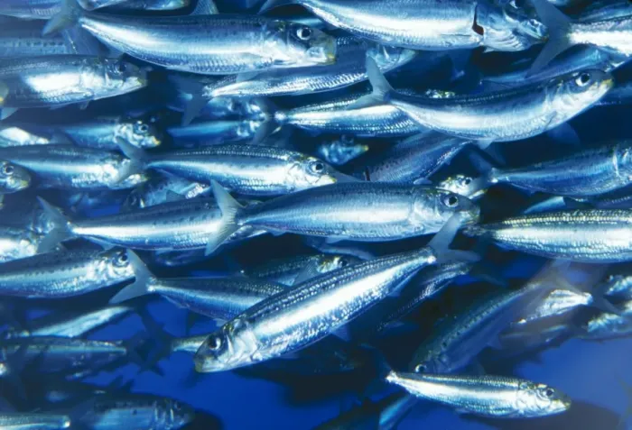 Framed Print : Pacific Sardine California to Mexico Fam: Clupeidae Framed Print : Pacific Sardine California to Mexico Fam: Clupeidae